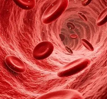 Close-up illustration of blood flow through a vessel